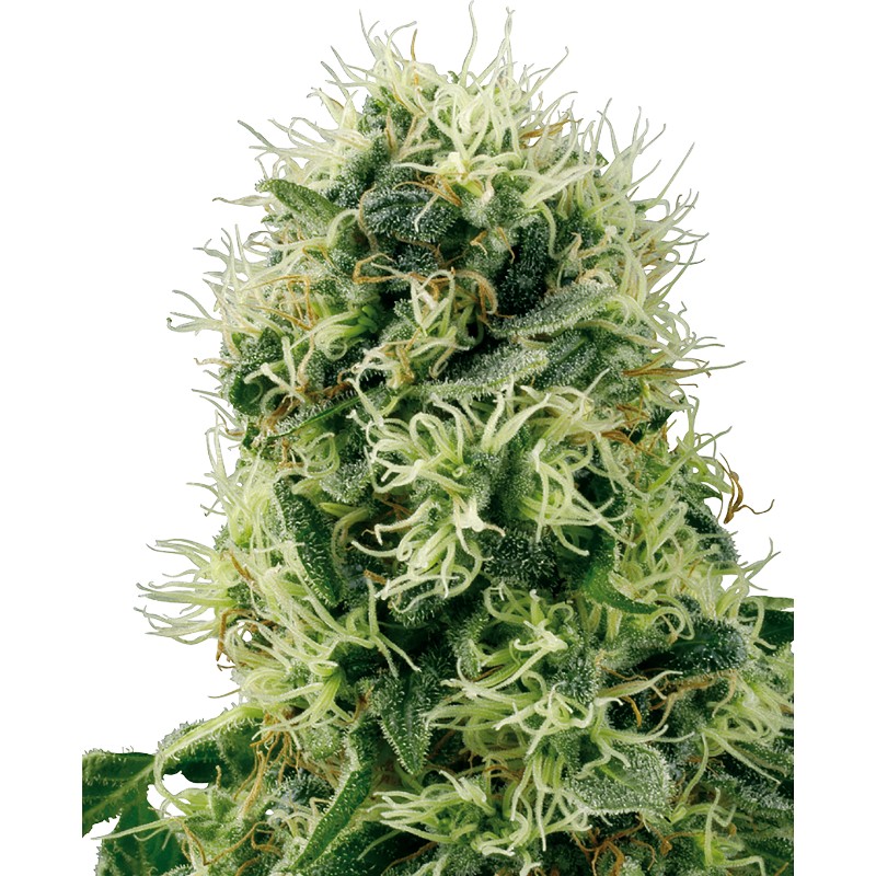 PURE POWER PLANT · White Label  Seeds · semillas de marihuana · Fem