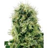 PURE POWER PLANT · White Label  Seeds · cannabis samen · Fem