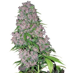 PURPLE BUD · White Label...
