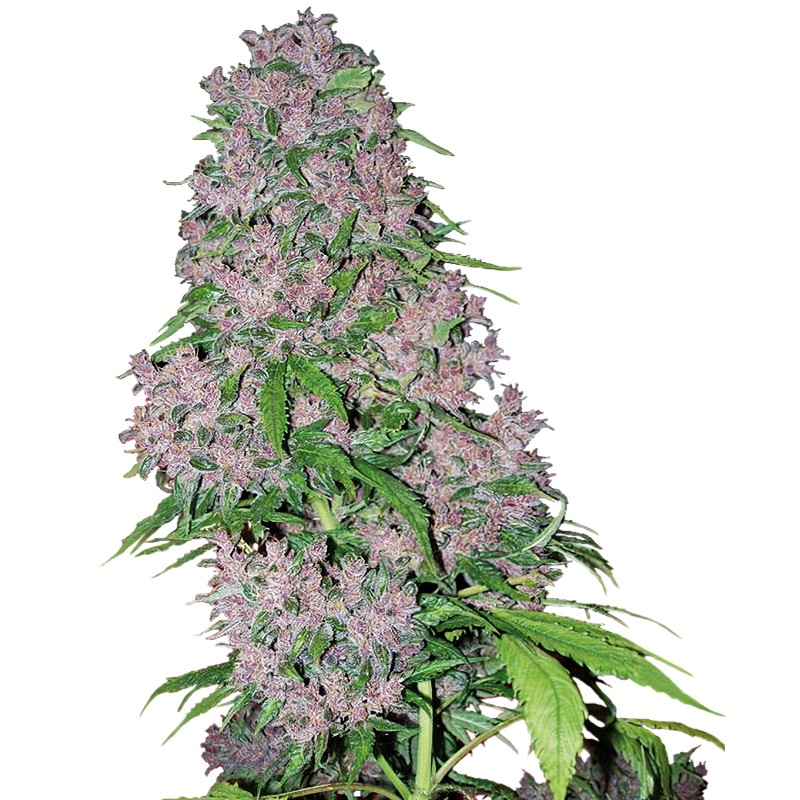 PURPLE BUD · White Label  Seeds · kaufen cannabis samen · Fem