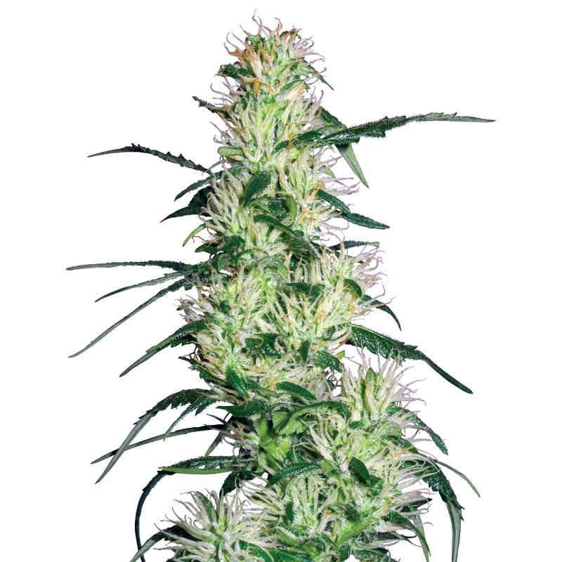 PURPLE HAZE · White Label  Seeds · graines de cannabis · Fem