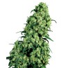 SKUNK 1 · White Label  Seeds · graines de cannabis · Fem