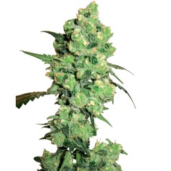 SUPER SKUNK · White Label...