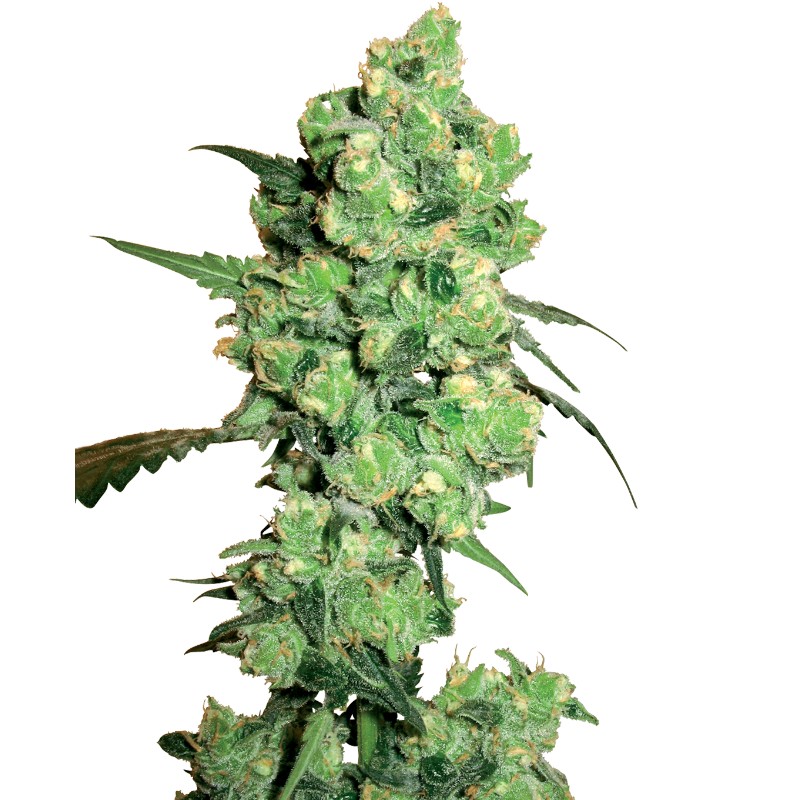 SUPER SKUNK · White Label  Seeds ·  cannabis samen · Fem