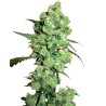 SUPER SKUNK · White Label  Seeds ·  cannabis samen · Fem