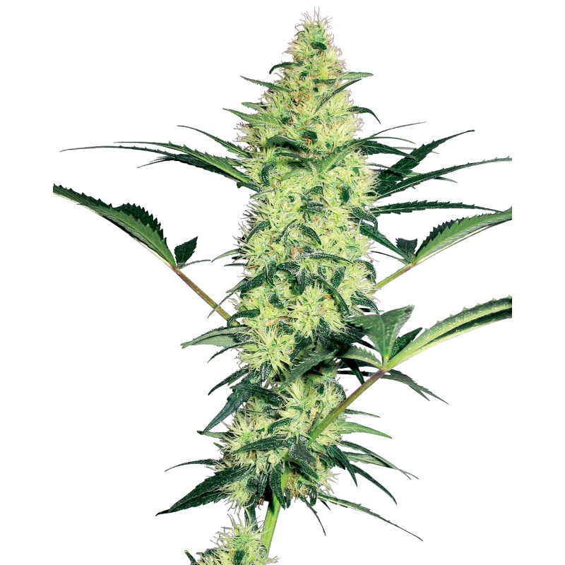 WHITE DIESEL · White Label  Seeds · kenevir tohum · Disi · Fem