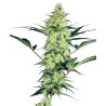 WHITE DIESEL · White Label  Seeds · graines de cannabis · Fem