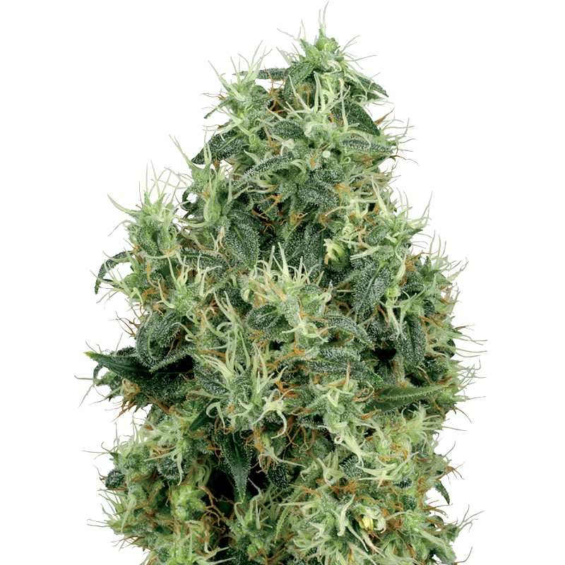 WHITE GOLD · White Label  Seeds · graines de cannabis · Fem