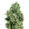 WHITE GOLD · White Label  Seeds · graines de cannabis · Fem