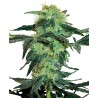 WHITE ICE · White Label  Seeds · sementes de maconha · Fem