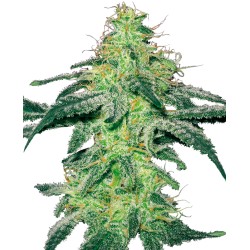 WHITE SKUNK · White Label...