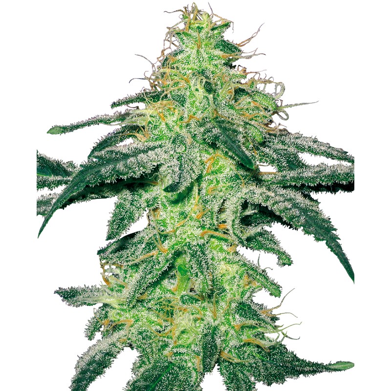 WHITE SKUNK · White Label  Seeds · cannabis samen · Fem