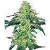 WHITE SKUNK · White Label  Seeds · cannabis seeds · Fem