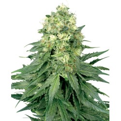 WHITE WIDOW · White Label...