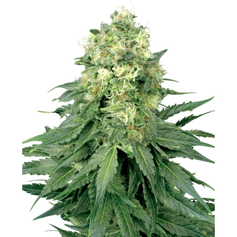 WHITE WIDOW · White Label Seeds · semillas de marihuana · Fem