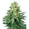 WHITE WIDOW · White Label  Seeds · cannabis seeds · Fem