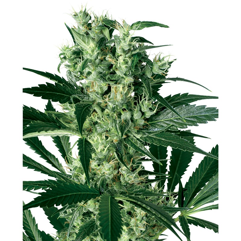 X HAZE · White Label  Seeds · graines de cannabis · Fem