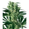 X HAZE · White Label  Seeds · sementes de maconha · Fem