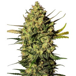 MASTER KUSH AUTOMATIC ·...