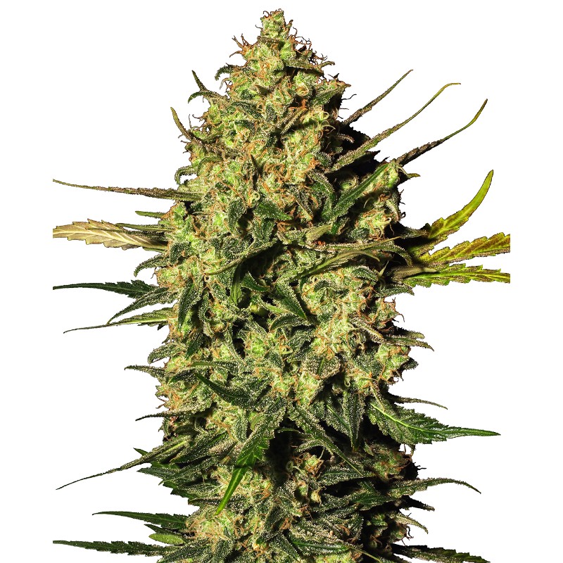 MASTER KUSH AUTOMATIC · White Label  Seeds · sementes de maconha · AutoFem