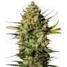 MASTER KUSH AUTOMATIC · White Label  Seeds · sementes de maconha · AutoFem