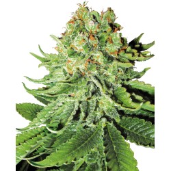 NORTHERN LIGHTS AUTO ·...