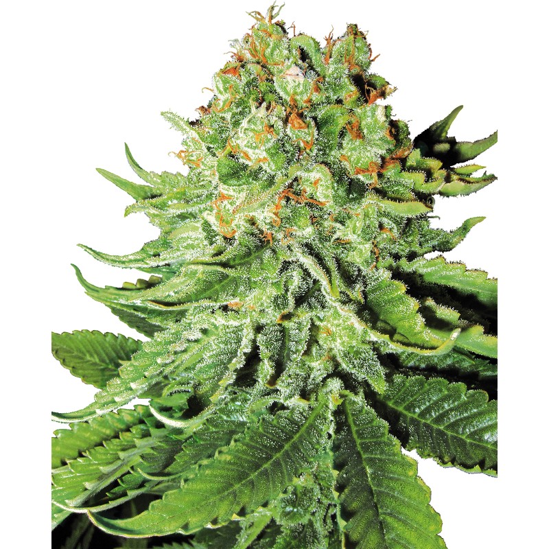 NORTHERN LIGHTS AUTO · White Label  Seeds · sementes de maconha · AutoFem