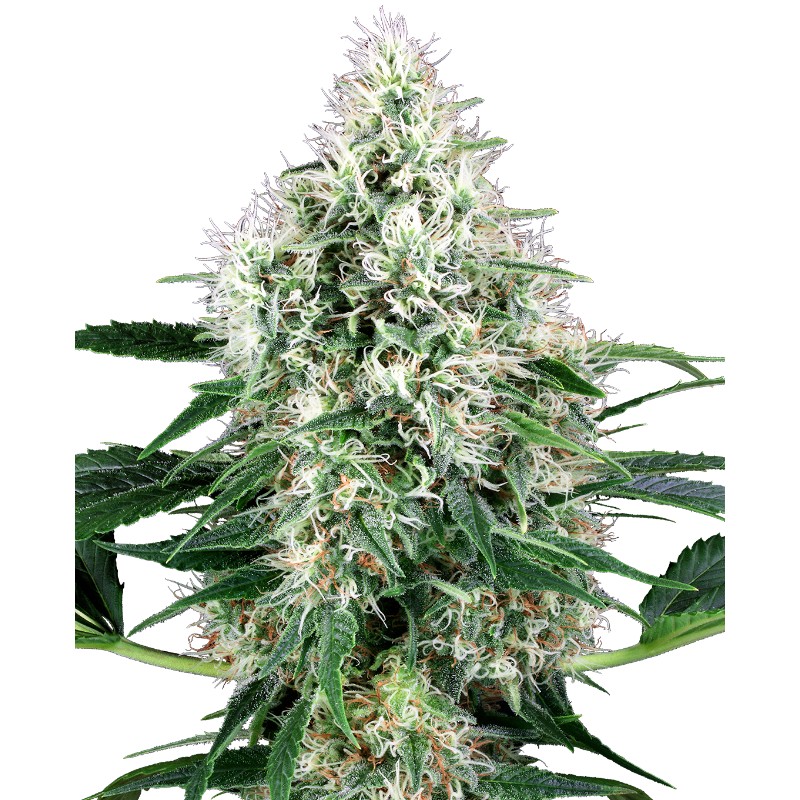 PURE POWER PLANT AUTOMATIC · White Label  Seeds · graines de cannabis · AutoFem