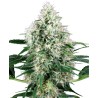 PURE POWER PLANT AUTOMATIC · White Label  Seeds · kaufen cannabis samen · AutoFem