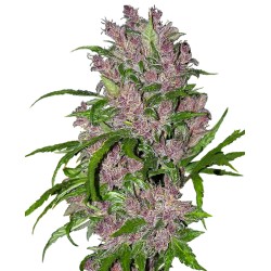 PURPLE BUD AUTOMATIC ·...
