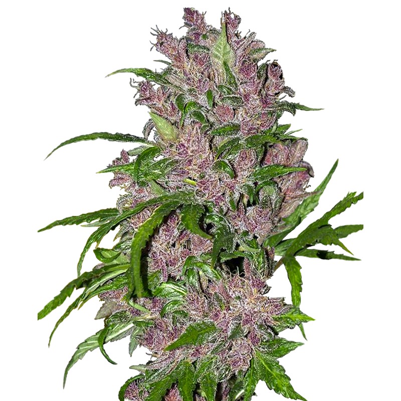 PURPLE BUD AUTOMATIC · White Label  Seeds · sementes de maconha · AutoFem