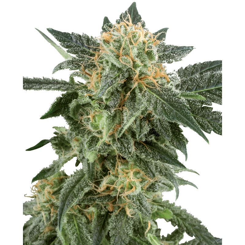SNOW RYDER · White Label  Seeds · semillas de marihuana · AutoFem