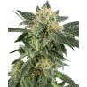 SNOW RYDER · White Label  Seeds · graines de cannabis · AutoFem