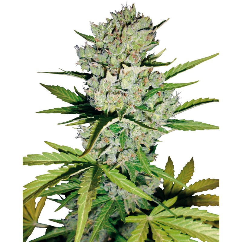 SUPER SKUNK AUTOMATIC · White Label  Seeds · kaufen cannabis samen · AutoFem