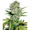 SUPER SKUNK AUTOMATIC · White Label  Seeds · kaufen cannabis samen · AutoFem