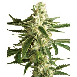 WHITE DIESEL HAZE AUTO ·...