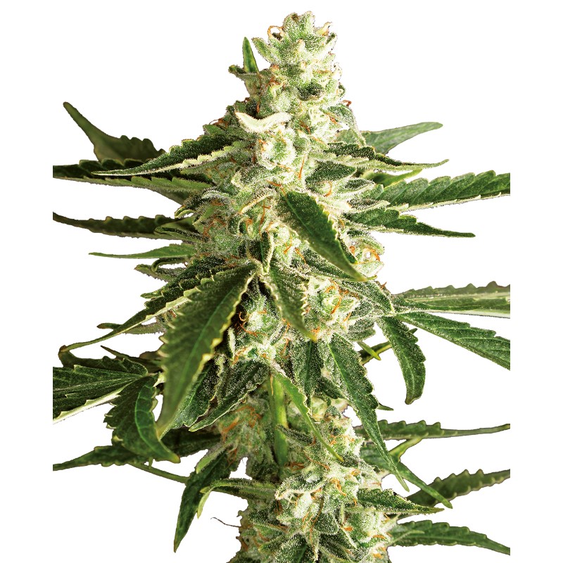 WHITE DIESEL HAZE AUTO · White Label  Seeds · cannabis samen · AutoFem