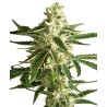 WHITE DIESEL HAZE AUTO · White Label  Seeds · cannabis samen · AutoFem