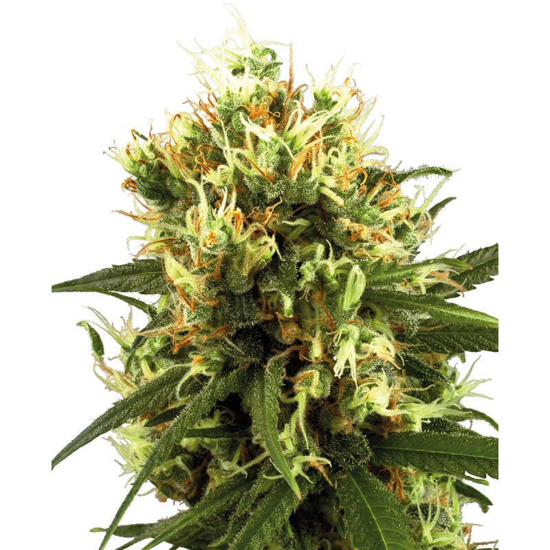 WHITE HAZE AUTOMATIC · White Label  Seeds · semi di canapa · AutoFem