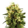 WHITE HAZE AUTOMATIC · White Label  Seeds · kaufen cannabis samen · AutoFem
