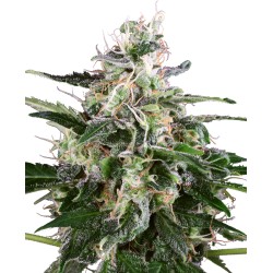 WHITE SKUNK AUTOMATIC ·...