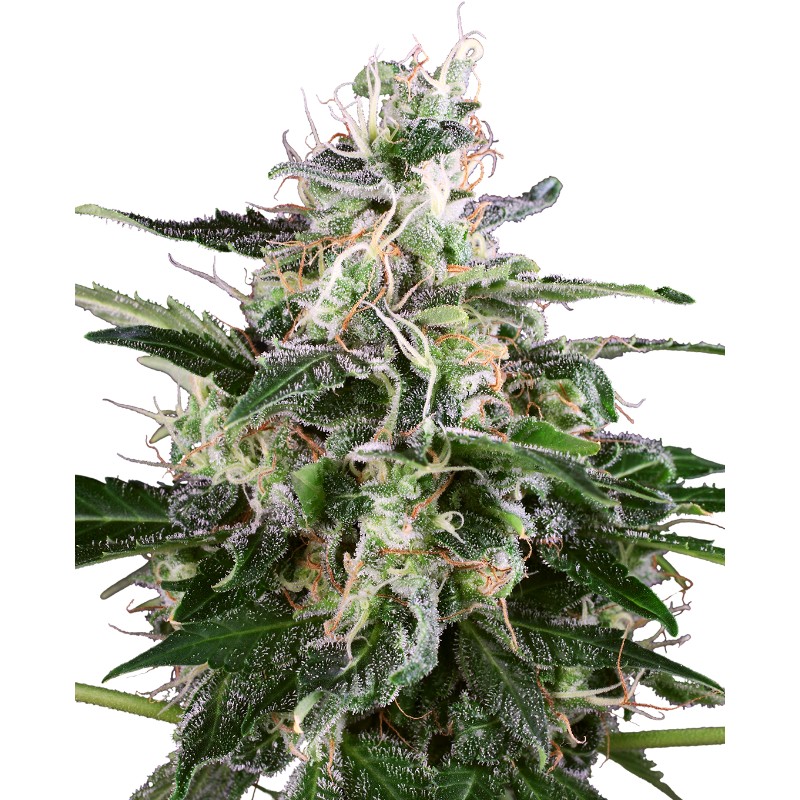WHITE SKUNK AUTOMATIC · White Label  Seeds · graines de cannabis · AutoFem