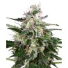 WHITE SKUNK AUTOMATIC · White Label  Seeds · cannabis samen · AutoFem