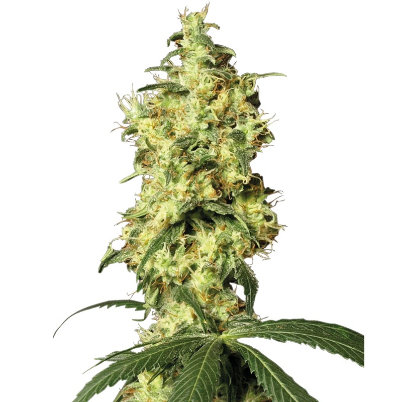 WHITE WIDOW AUTOMATIC · White Label  Seeds · cannabis seeds · AutoFem