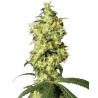 WHITE WIDOW AUTOMATIC · White Label  Seeds · cannabis seeds · AutoFem