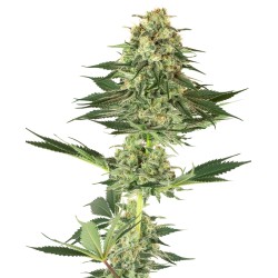 BANANA KUSH · White Label...