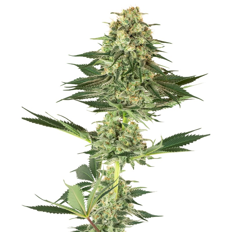 BANANA KUSH · White Label  Seeds · cannabis samen · Fem
