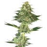 BANANA KUSH · White Label  Seeds · cannabis samen · Fem
