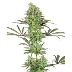 DOUBLE BANANA KUSH · White...