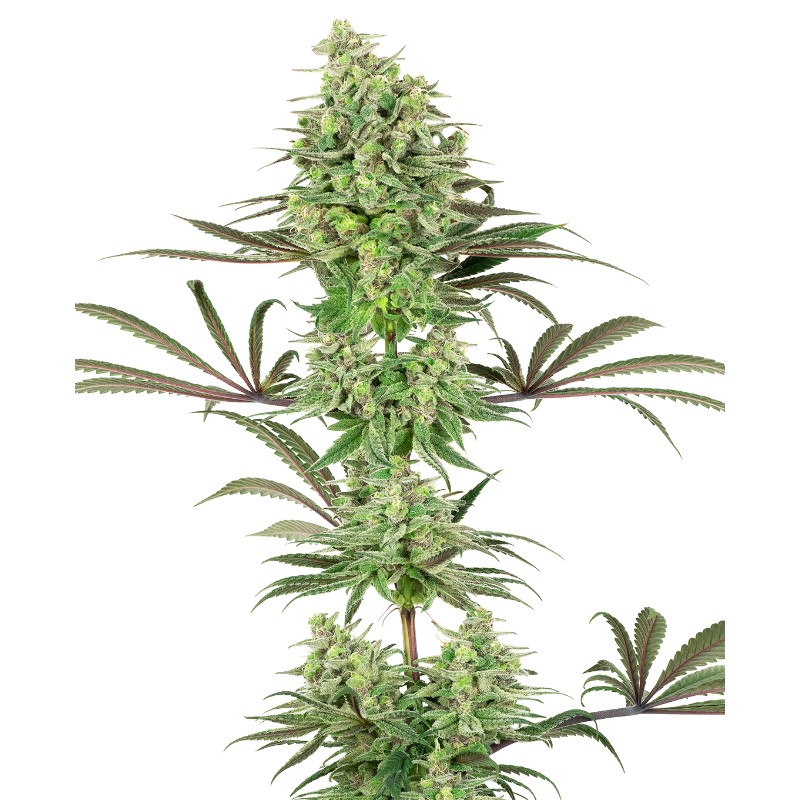DOUBLE BANANA KUSH · White Label  Seeds · semillas de marihuana · Fem